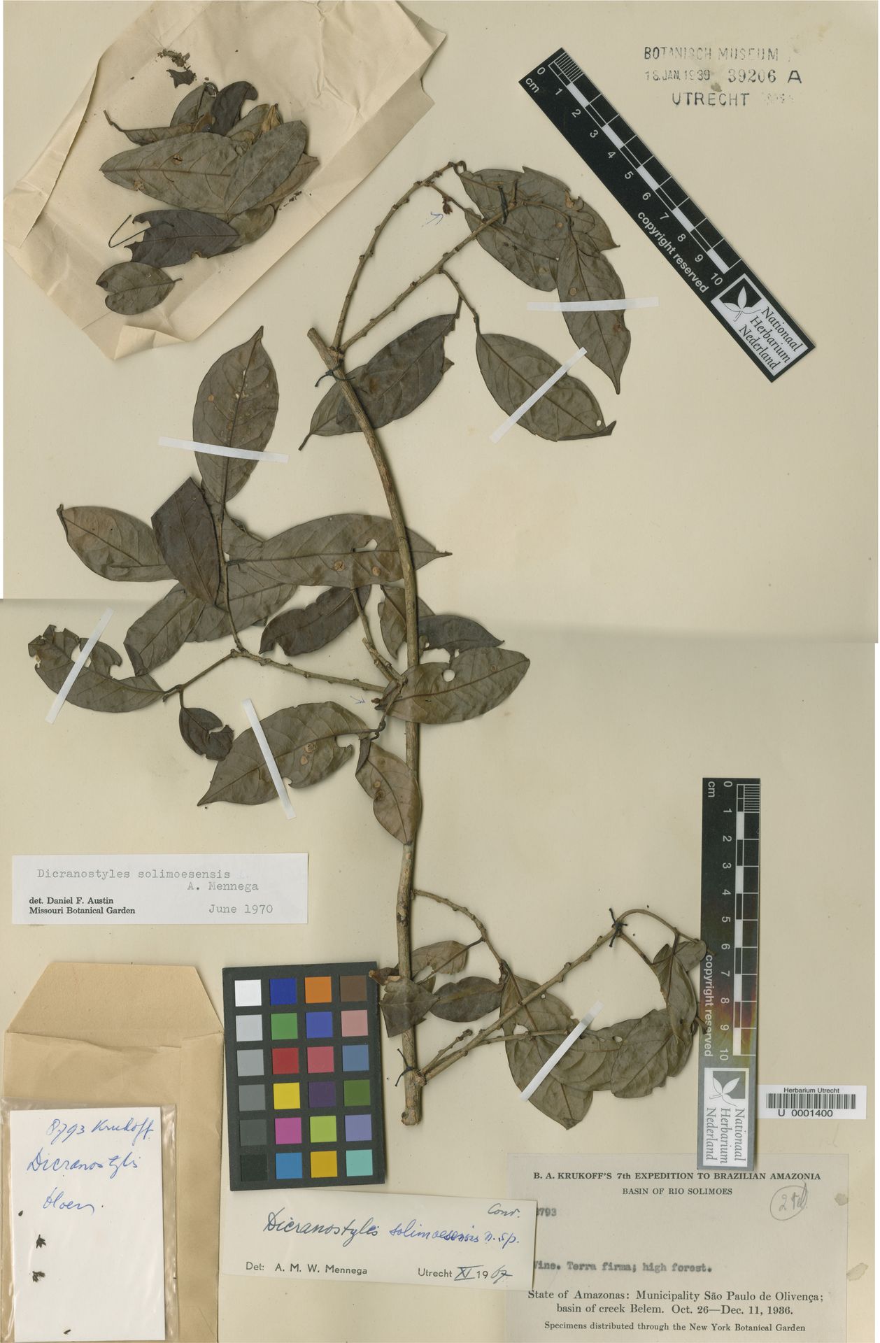 Dicranostyles solimoesensis