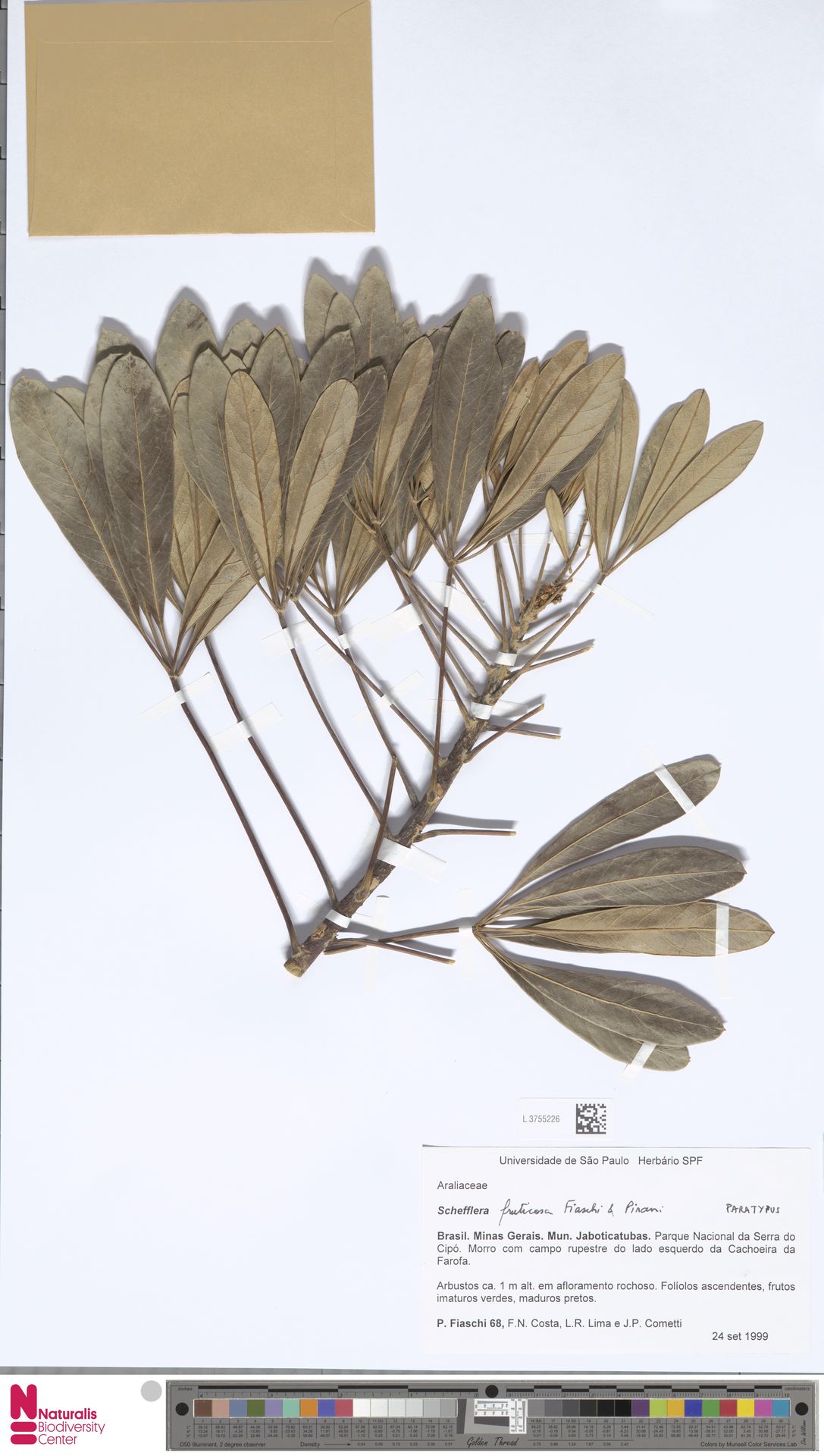 Didymopanax fruticosus