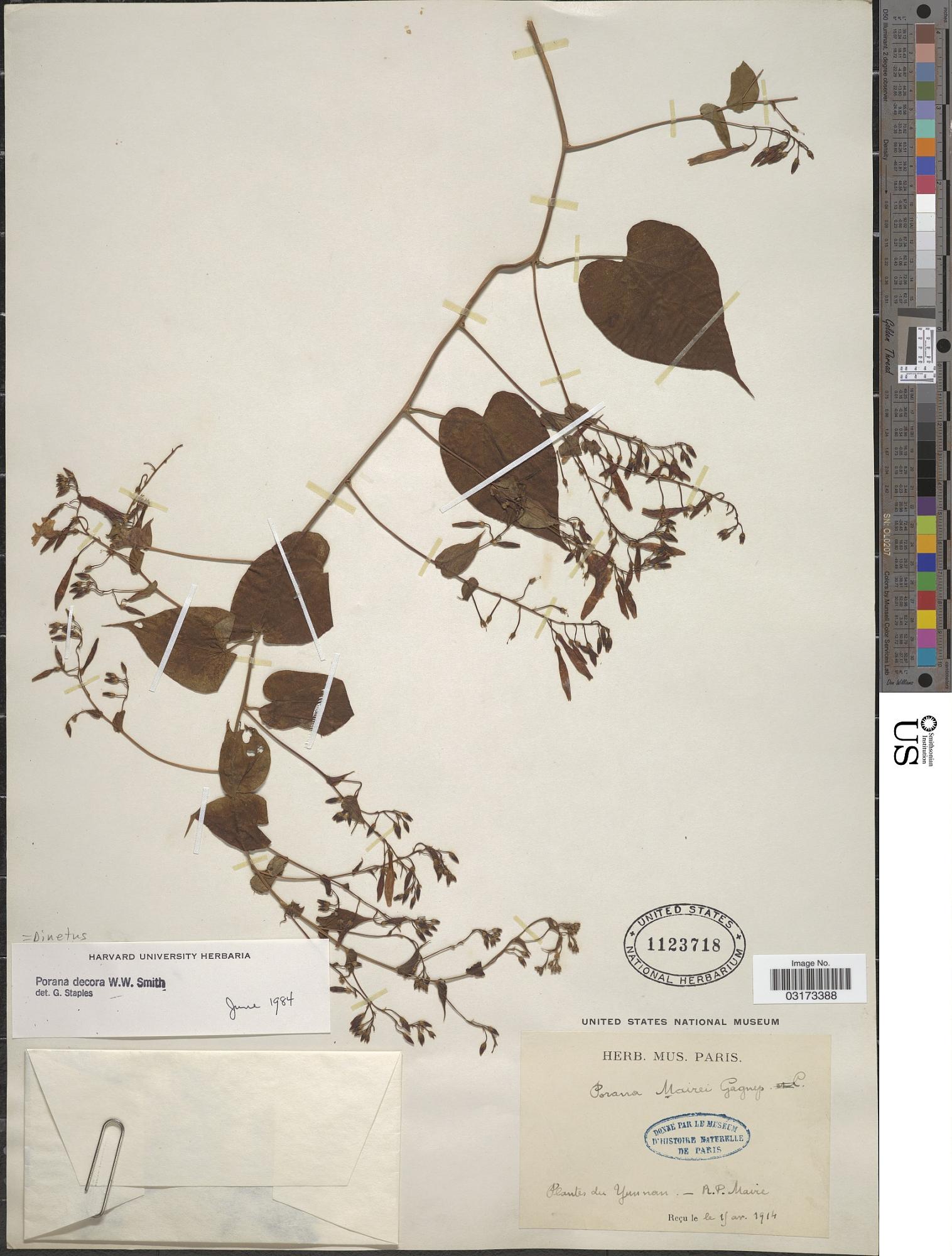 Dinetus decorus