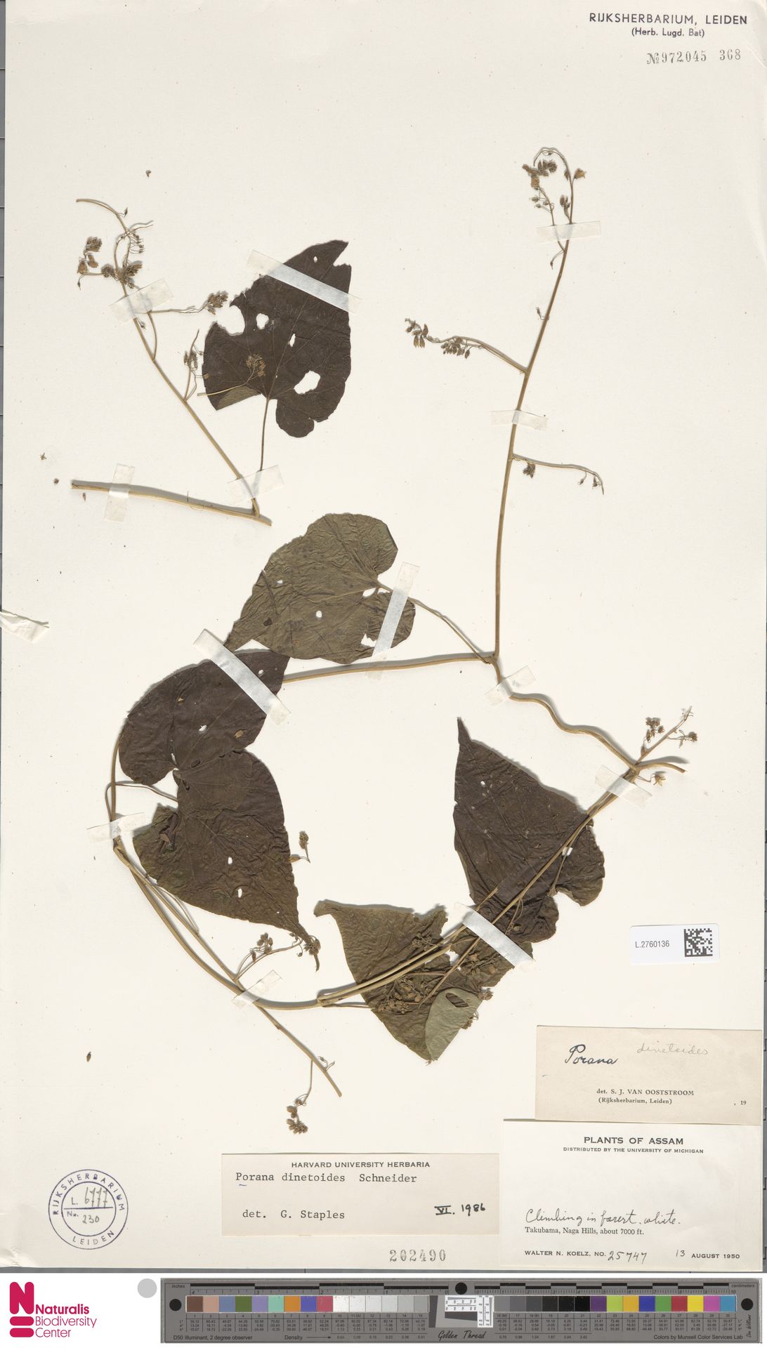 Dinetus dinetoides