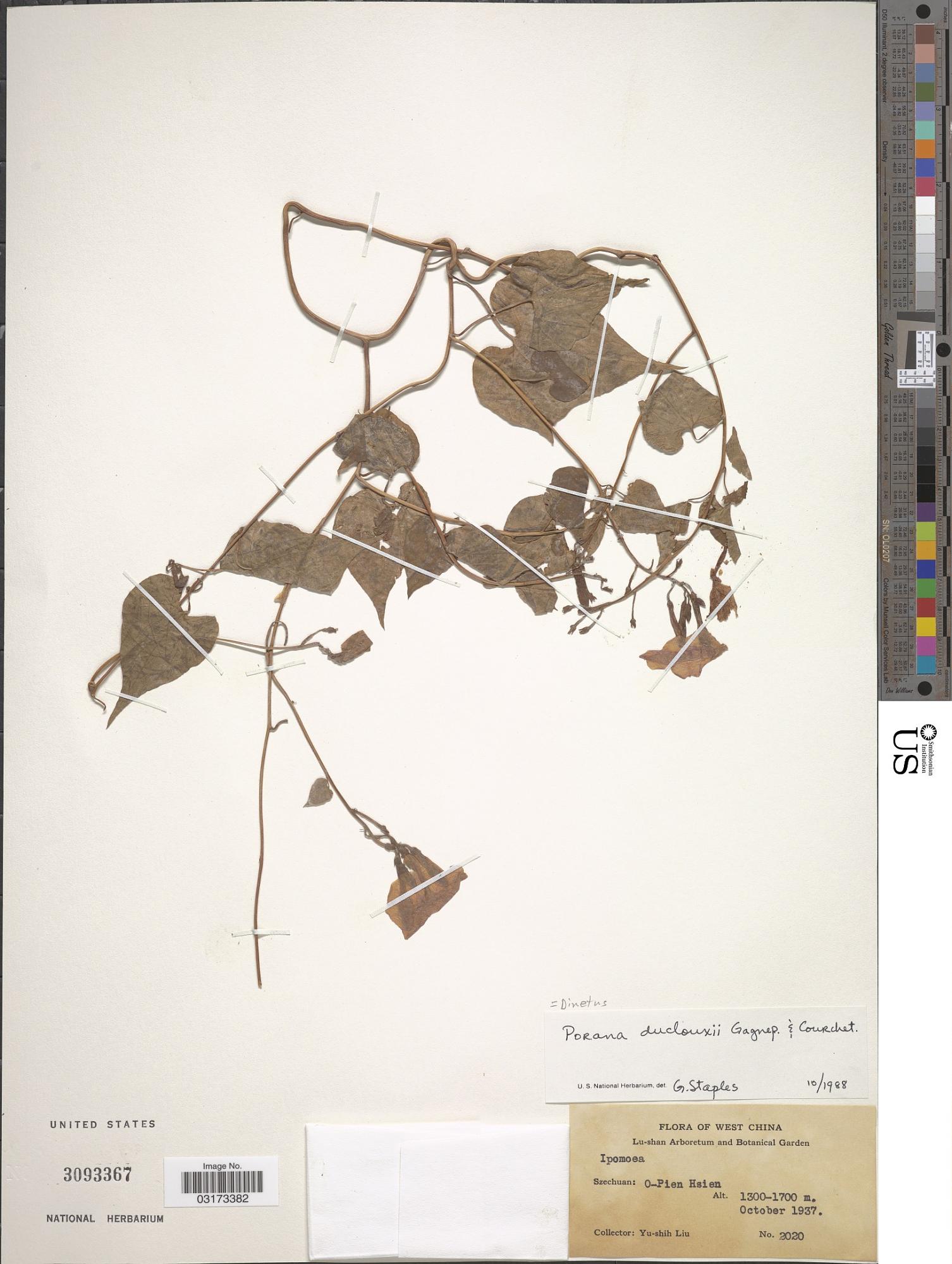 Dinetus duclouxii