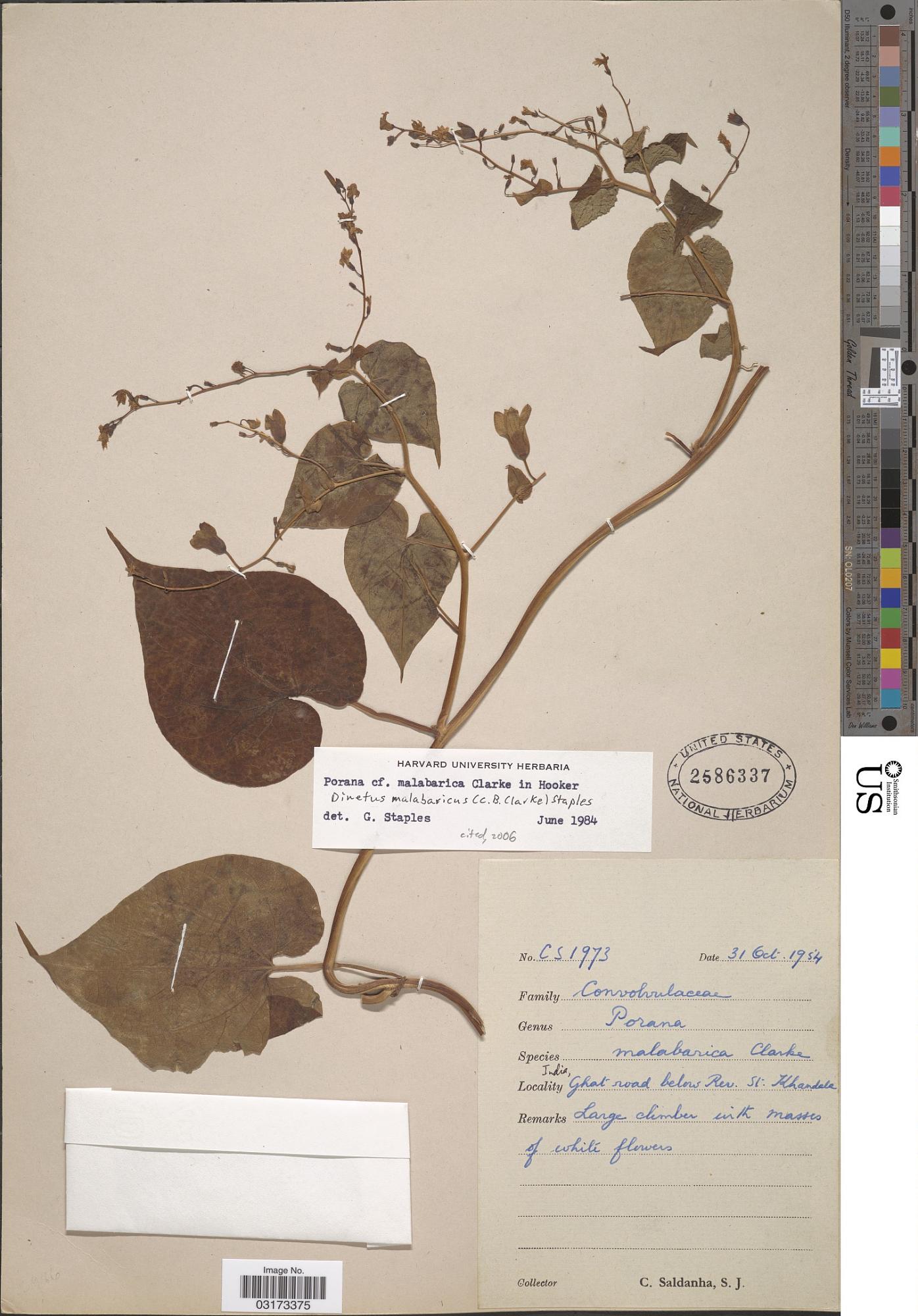 Dinetus malabaricus