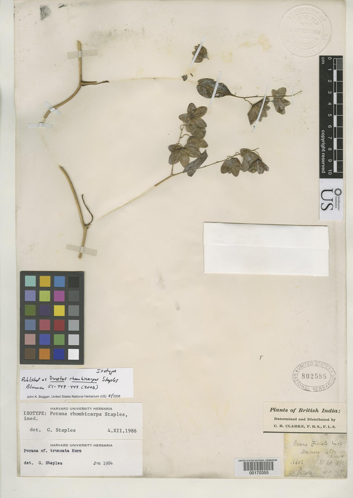 Dinetus rhombicarpus
