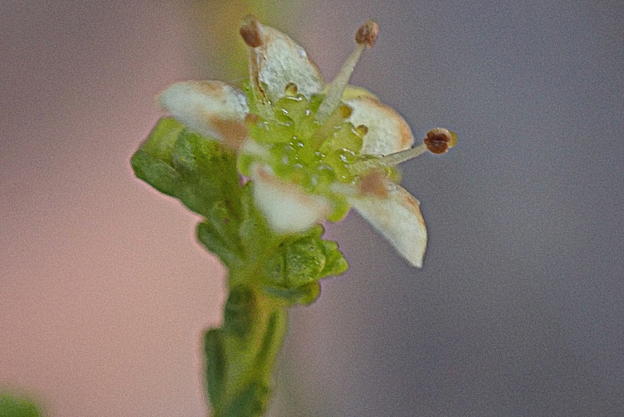 Diosma prama