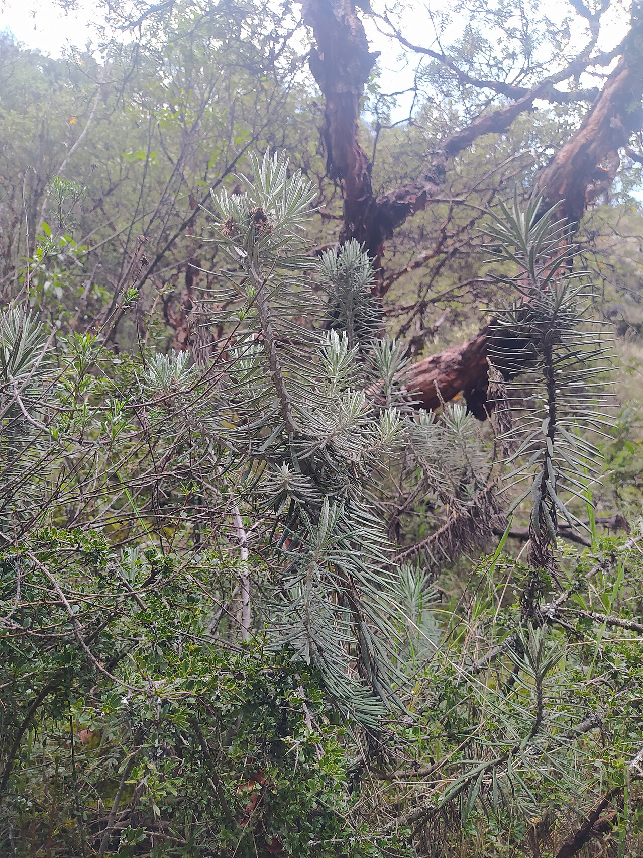 Diplostephium azureum