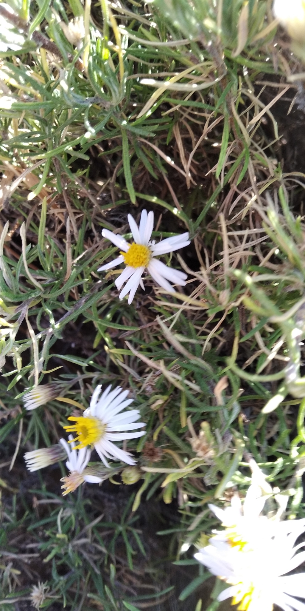 Diplostephium cinereum