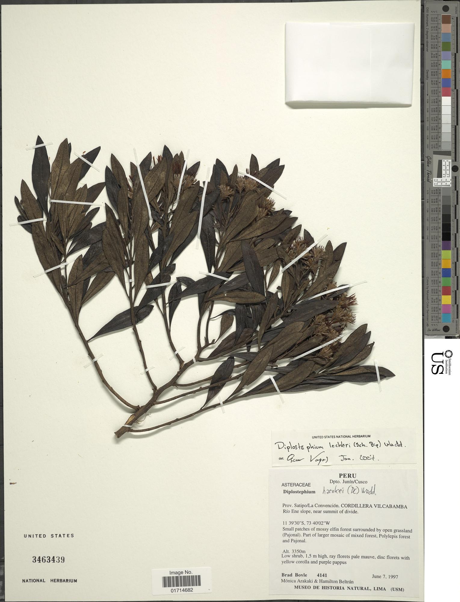 Diplostephium lechleri