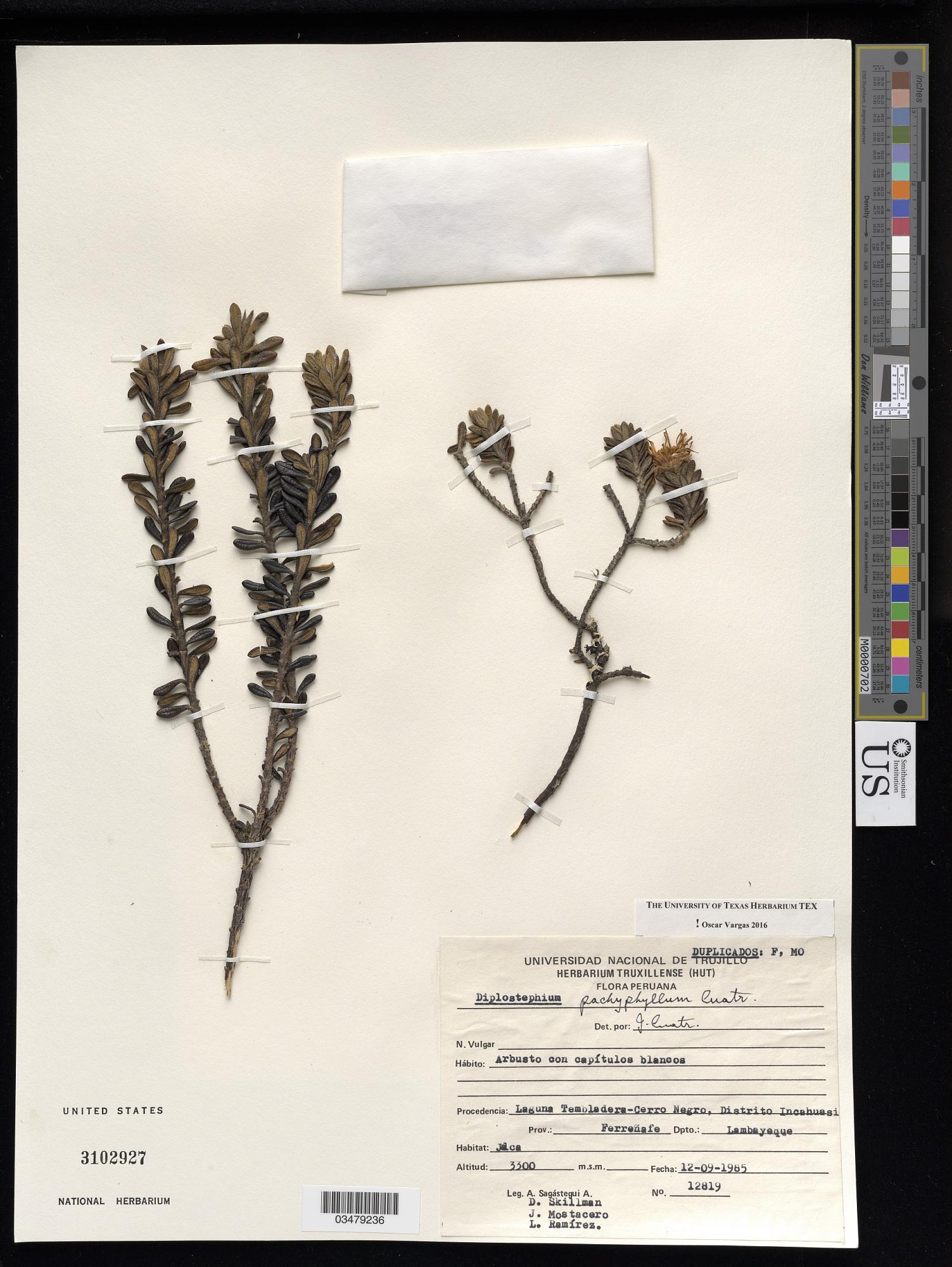 Diplostephium pachyphyllum