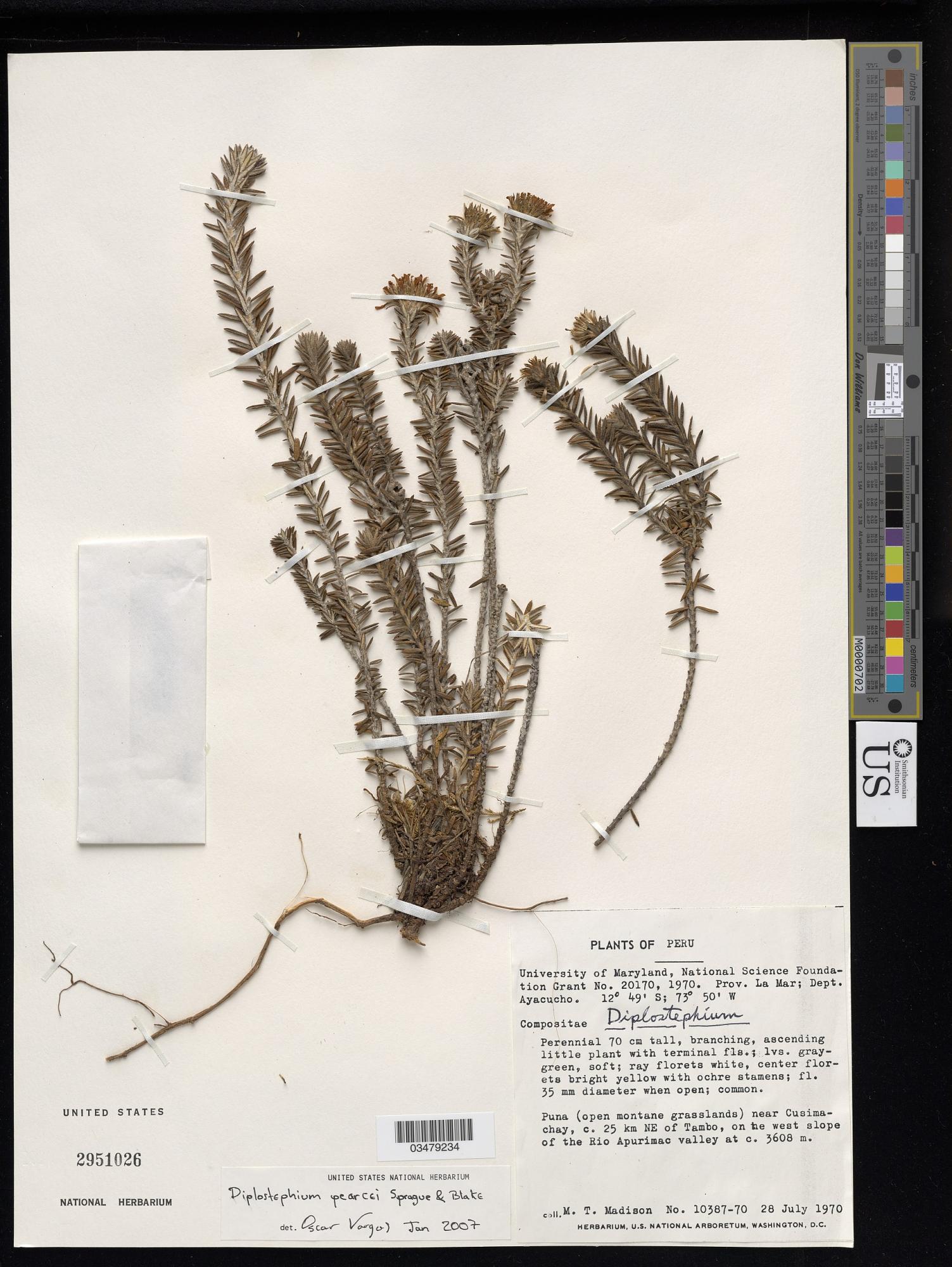 Diplostephium pearcei