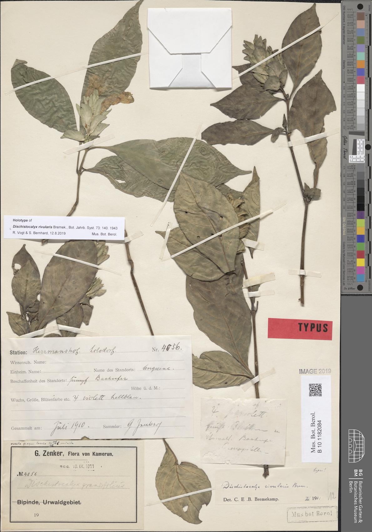 Dischistocalyx rivularis