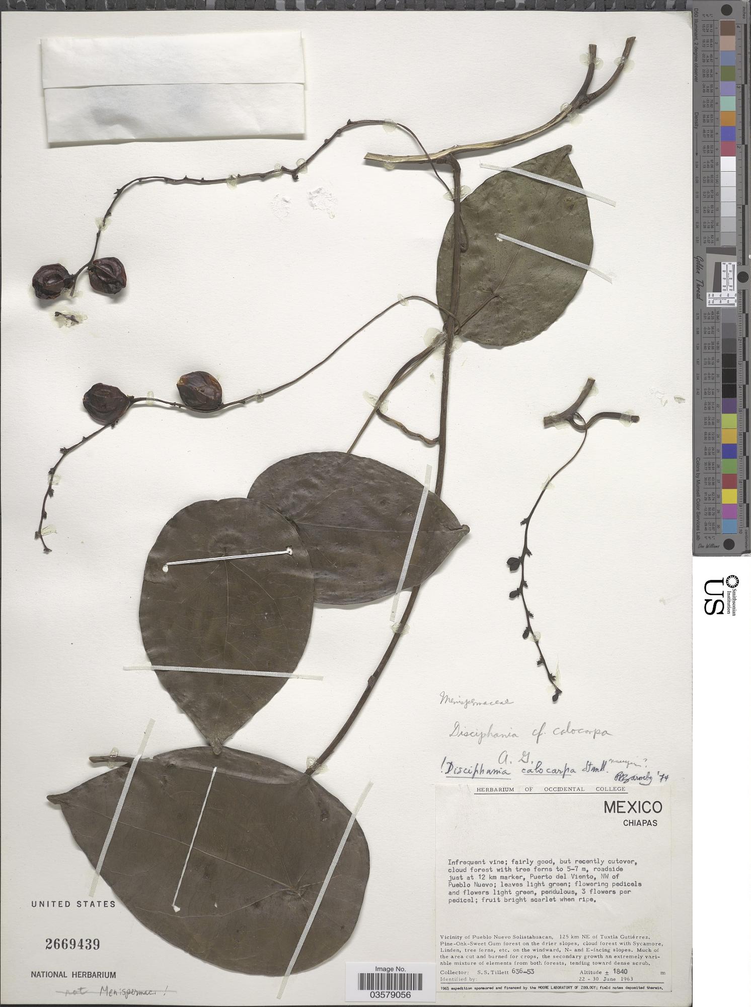 Disciphania calocarpa