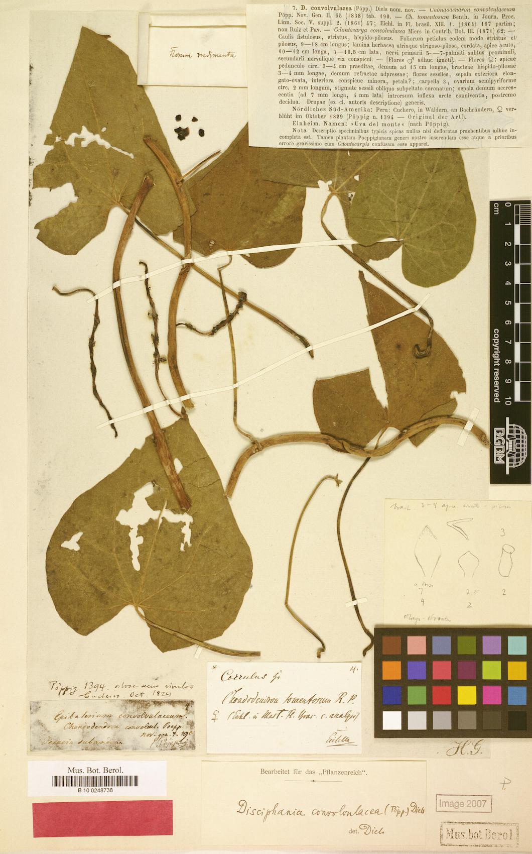 Disciphania convolvulacea