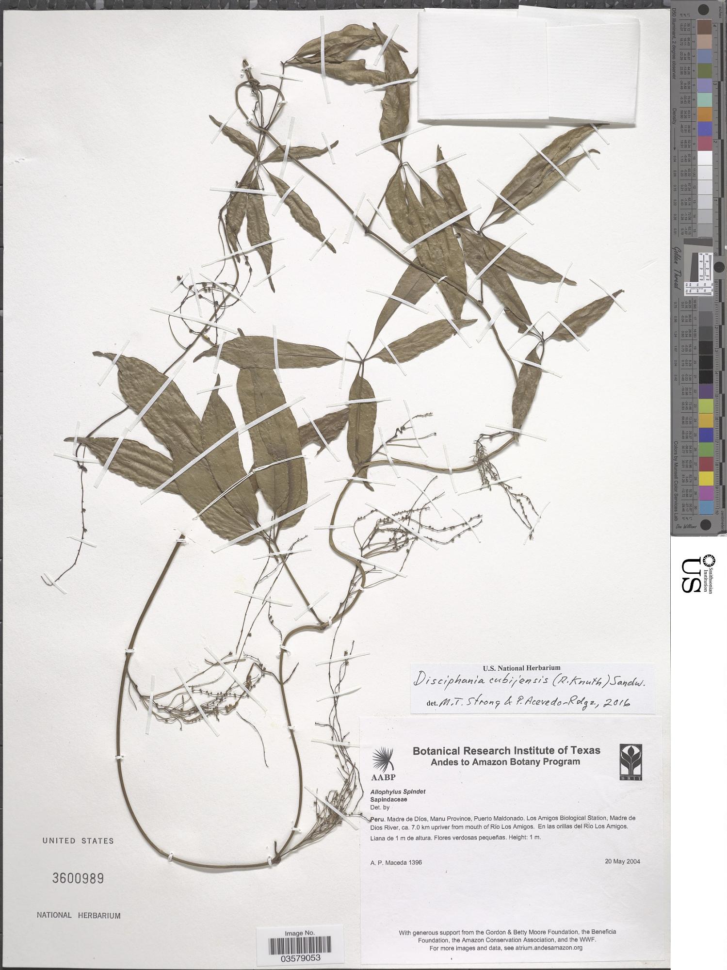 Disciphania cubijensis