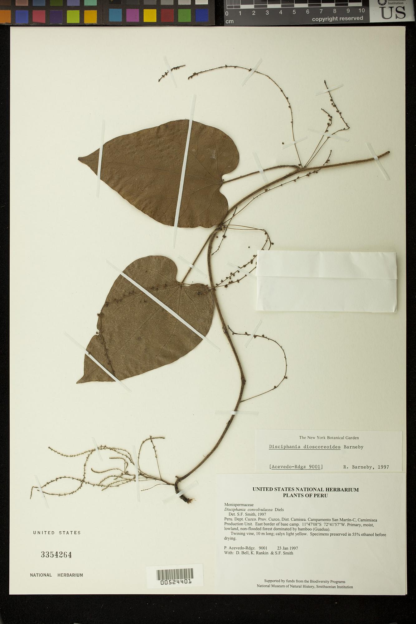 Disciphania dioscoreoides