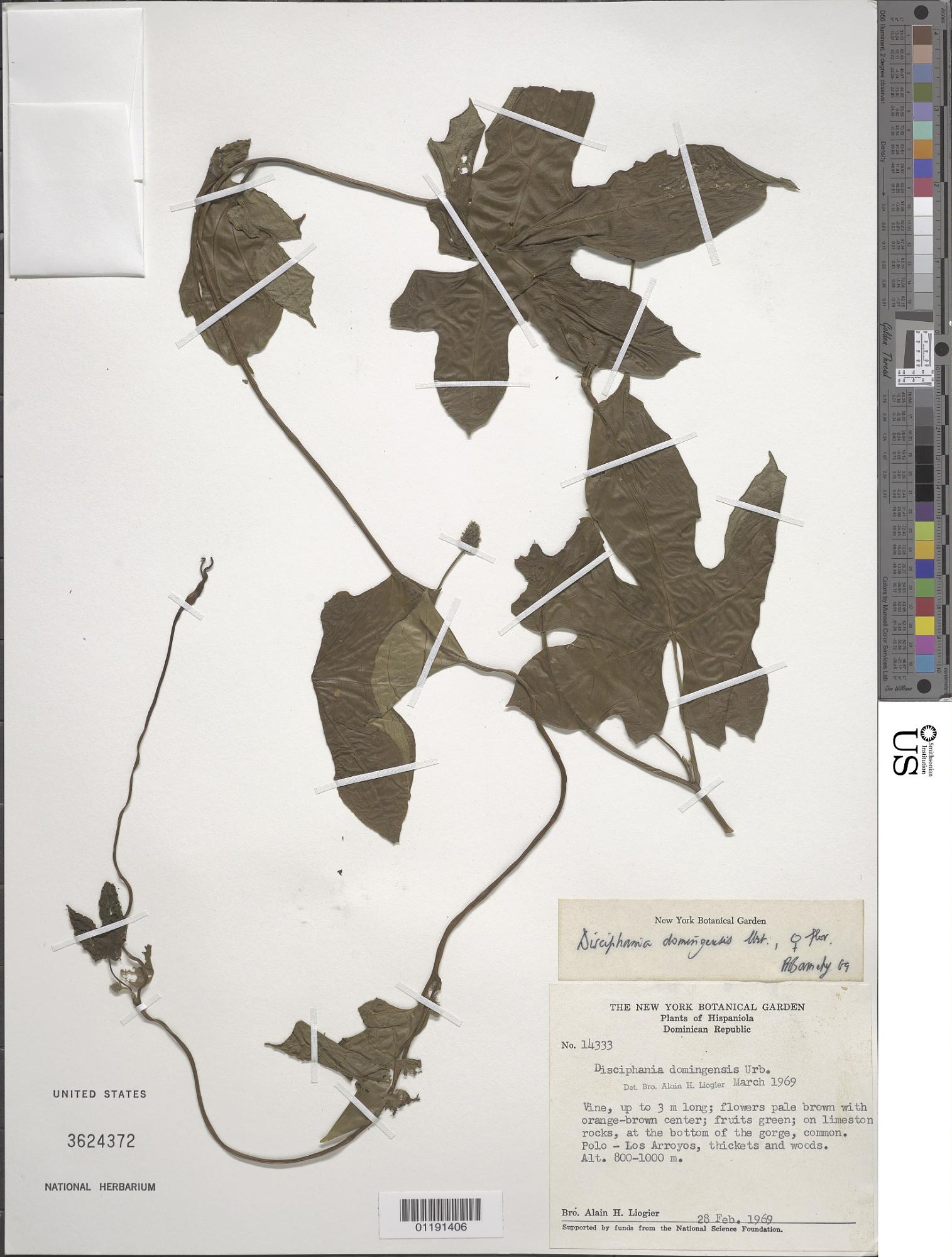 Disciphania domingensis
