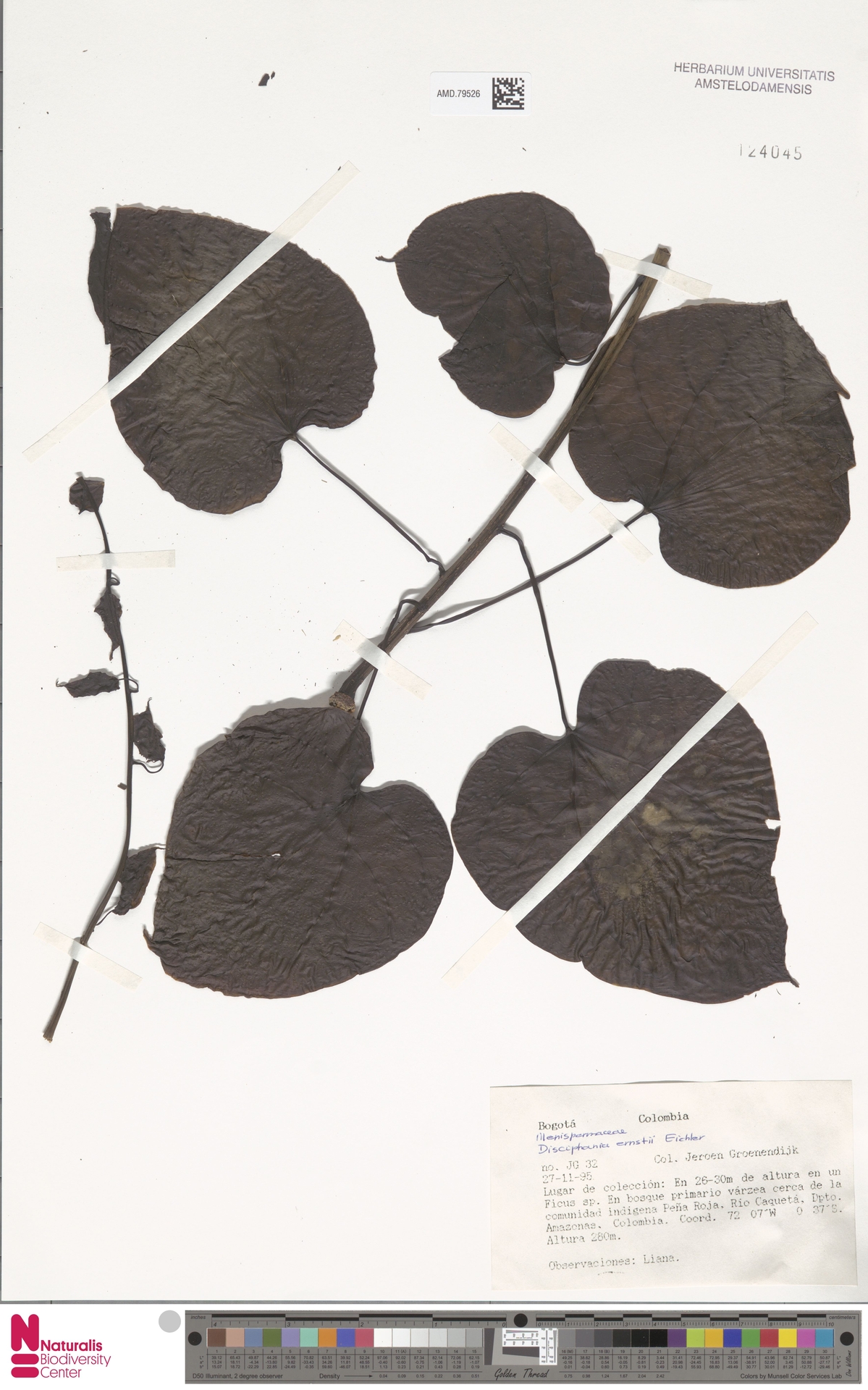 Disciphania ernstii