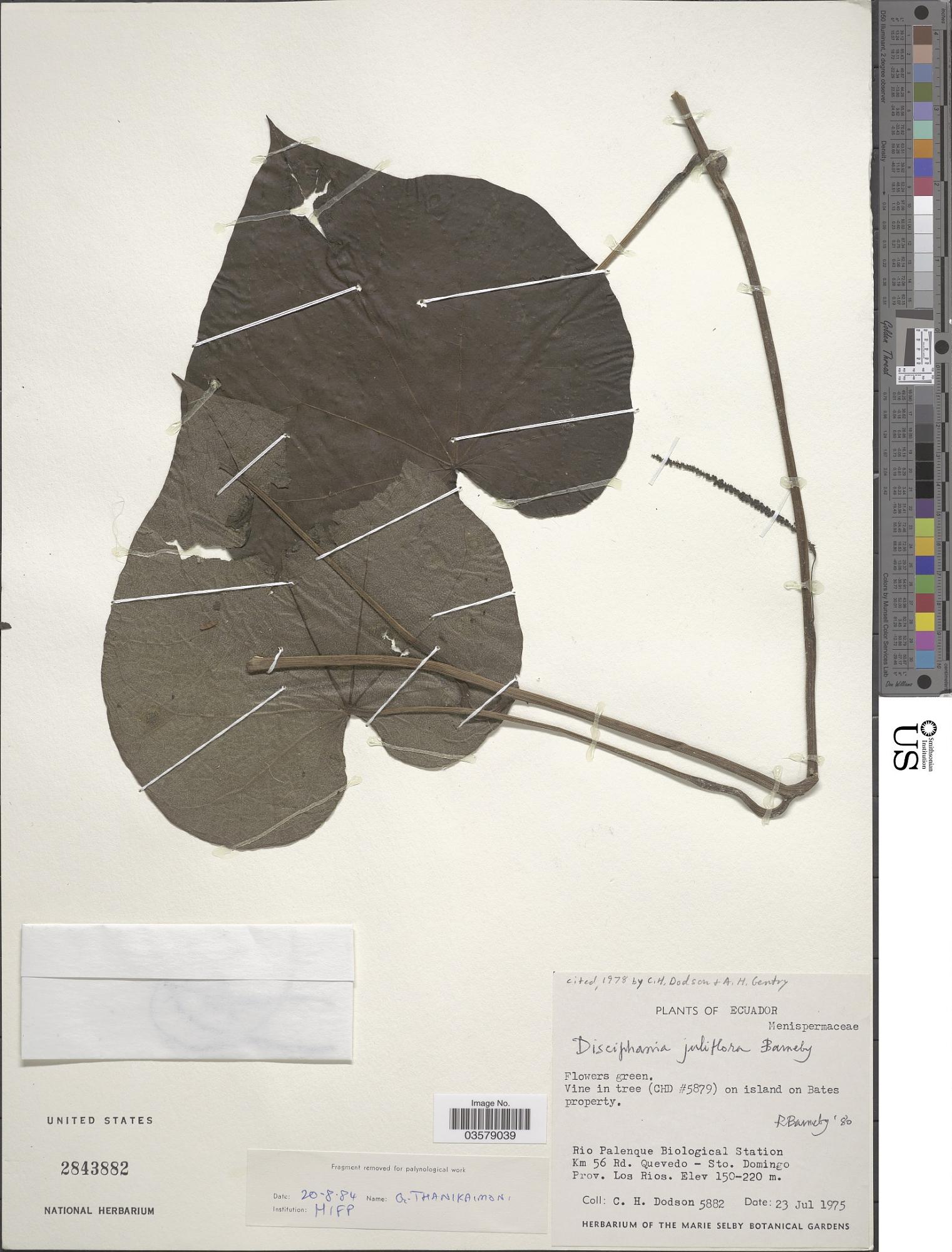 Disciphania juliflora
