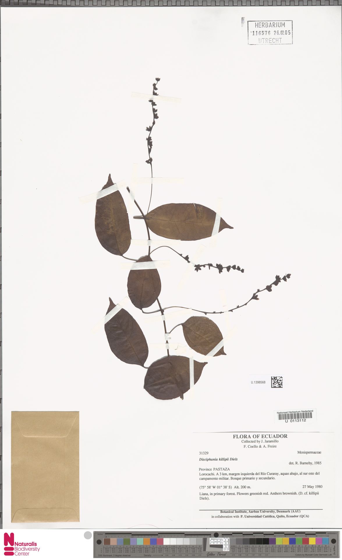 Disciphania killipii