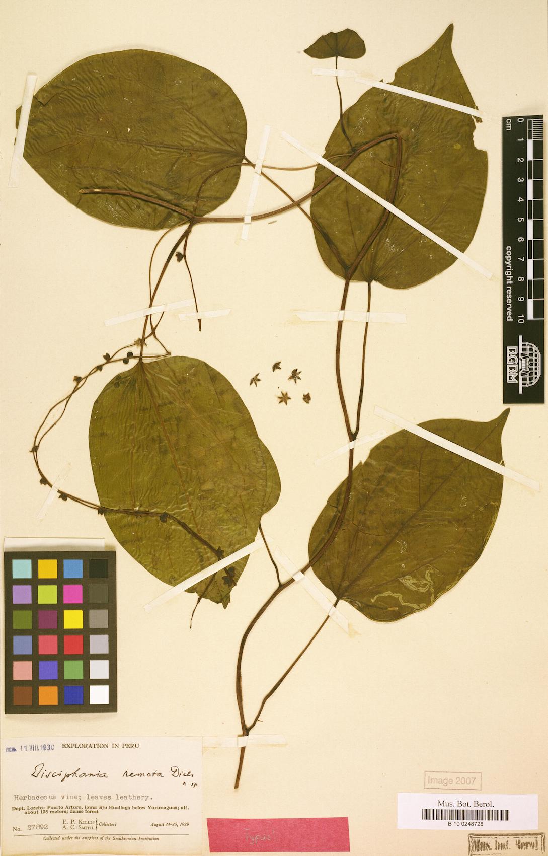 Disciphania remota