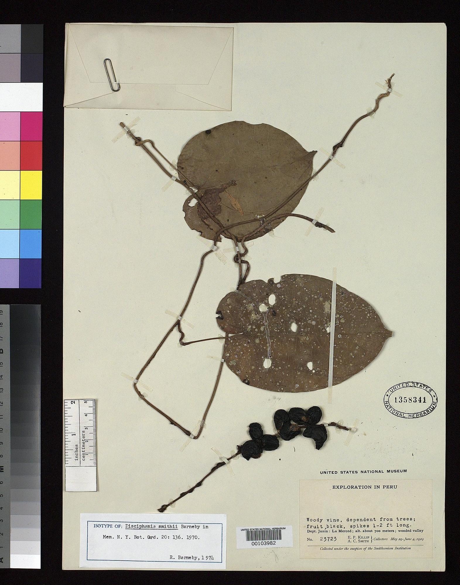 Disciphania smithii