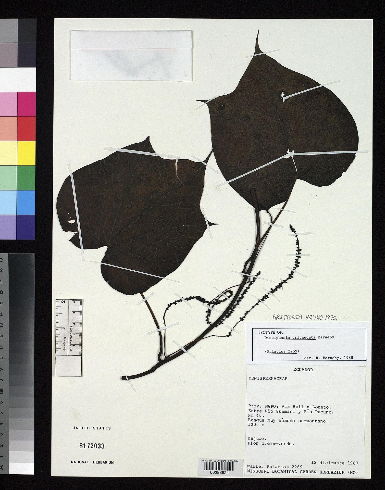 Disciphania tricaudata