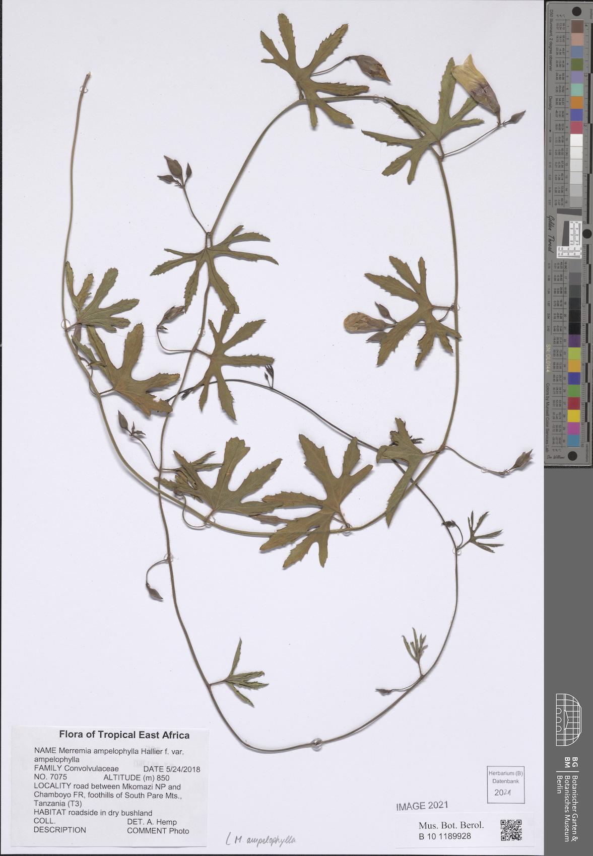 Distimake ampelophyllus