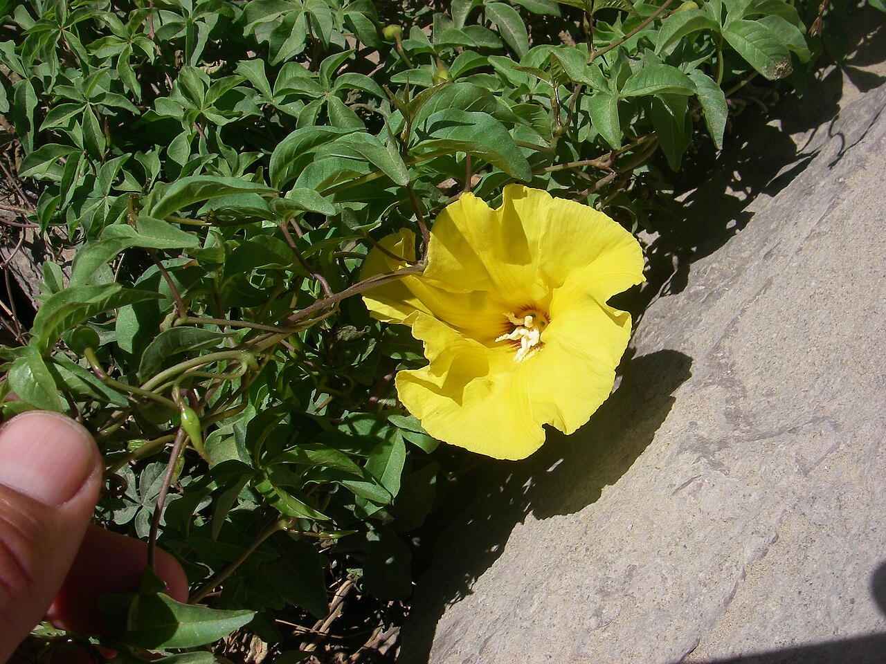 Distimake aureus