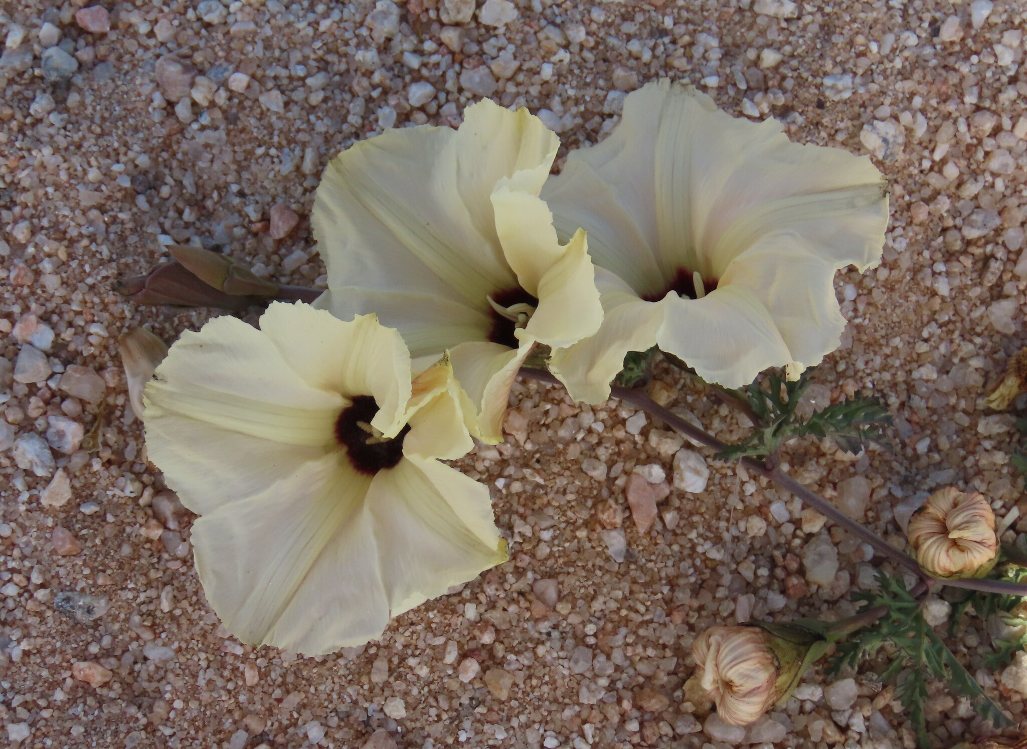 Distimake bipinnatipartitus