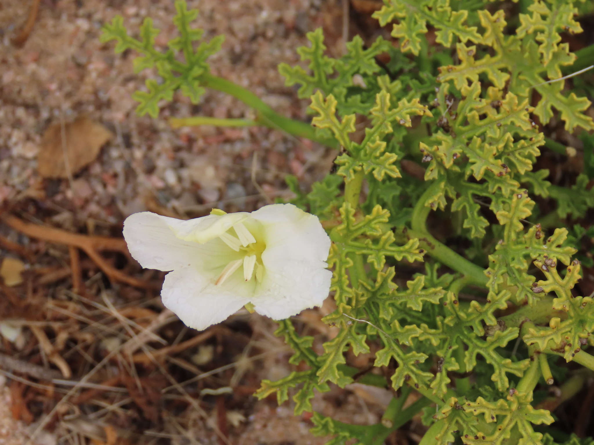 Distimake multisectus