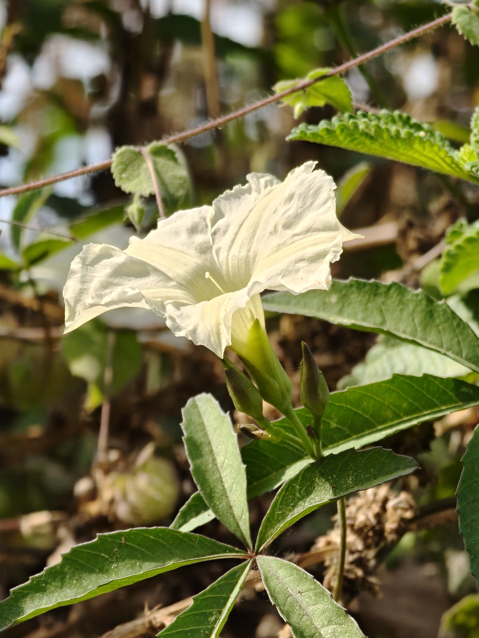 Distimake quinquefolius