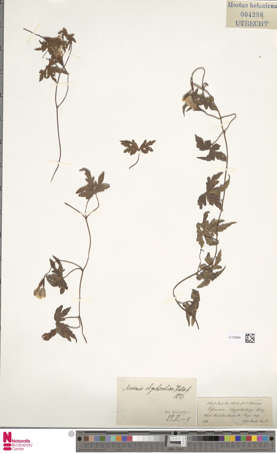 Distimake rhynchorrhizus