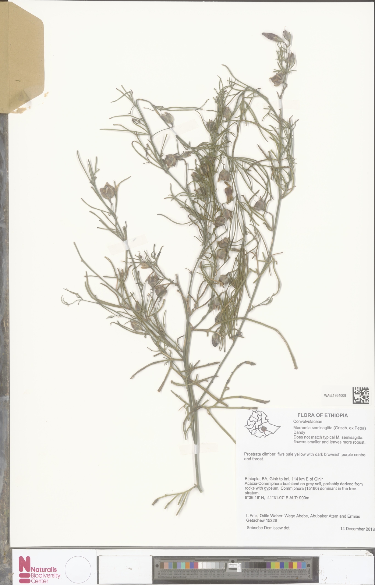 Distimake semisagittus