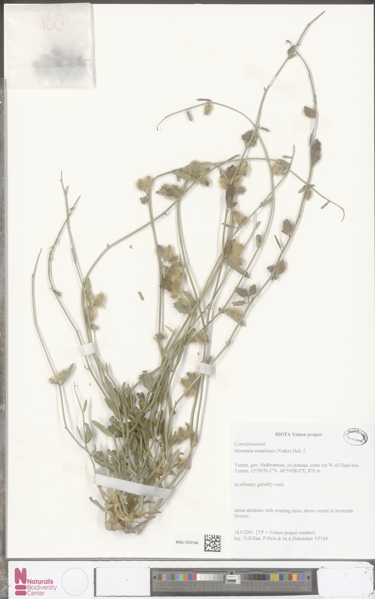 Distimake somalensis