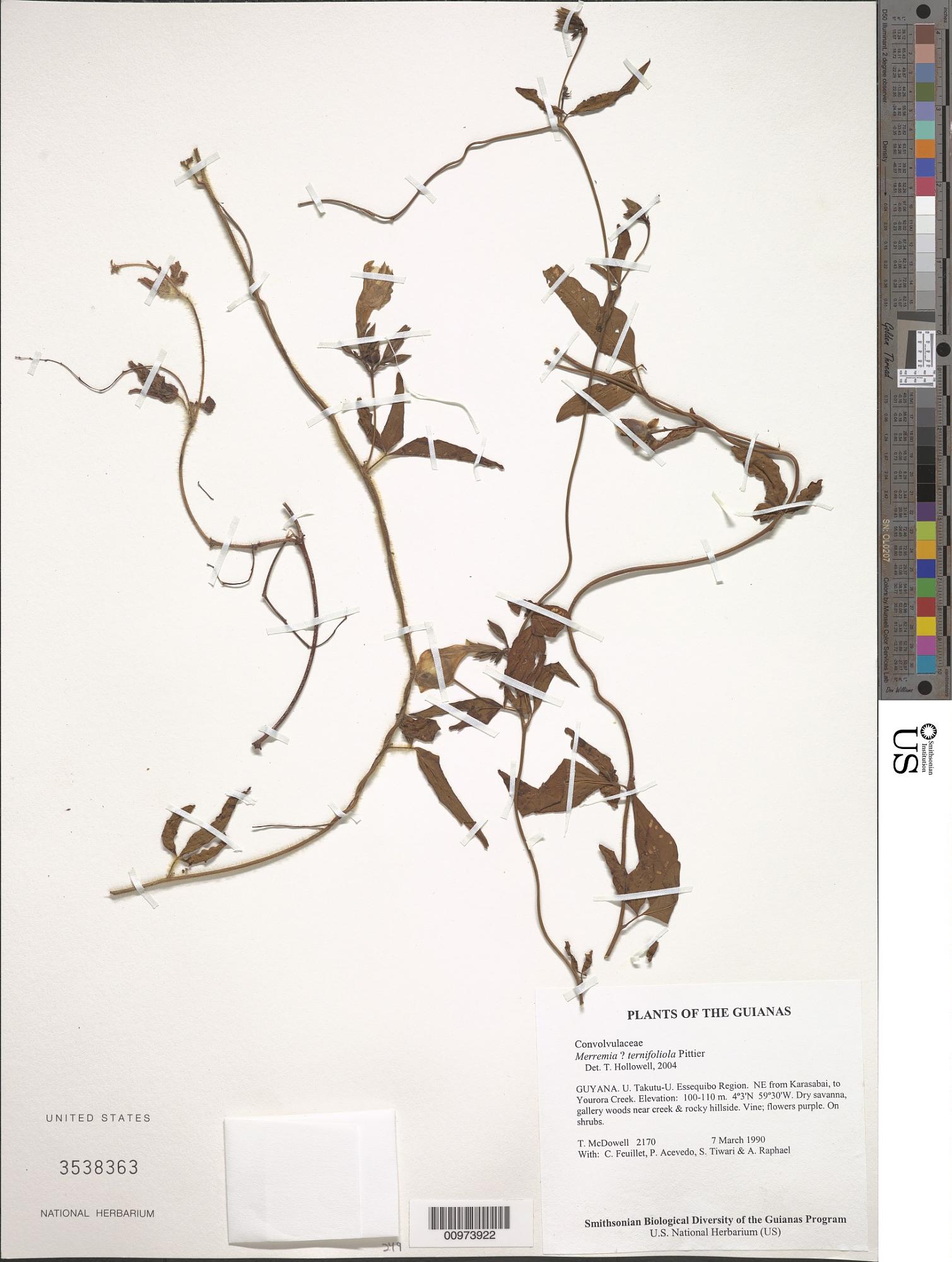 Distimake ternifoliolus