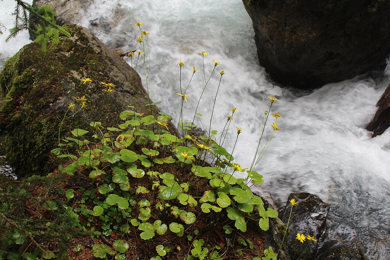 Dolichorrhiza renifolia