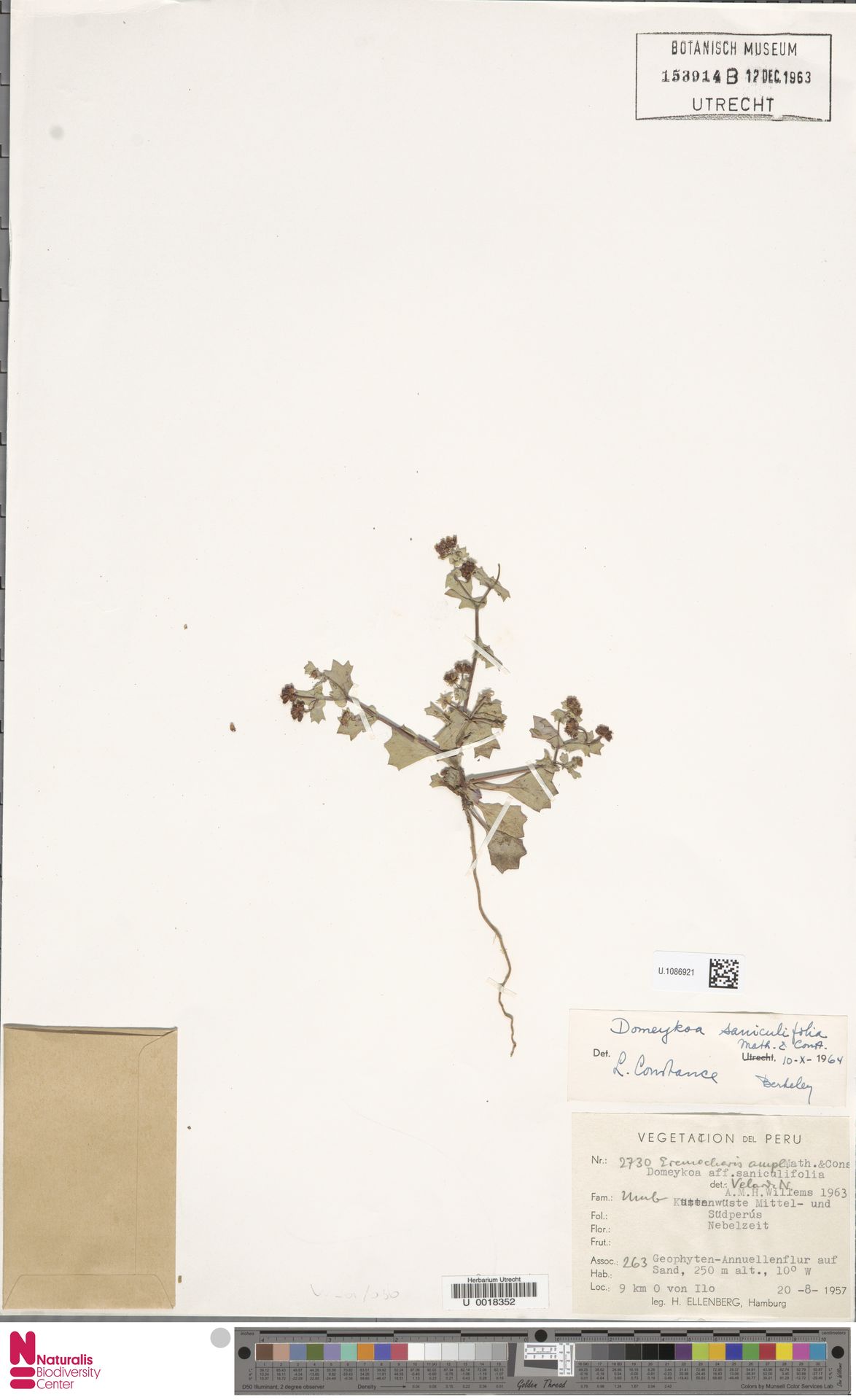 Domeykoa saniculifolia