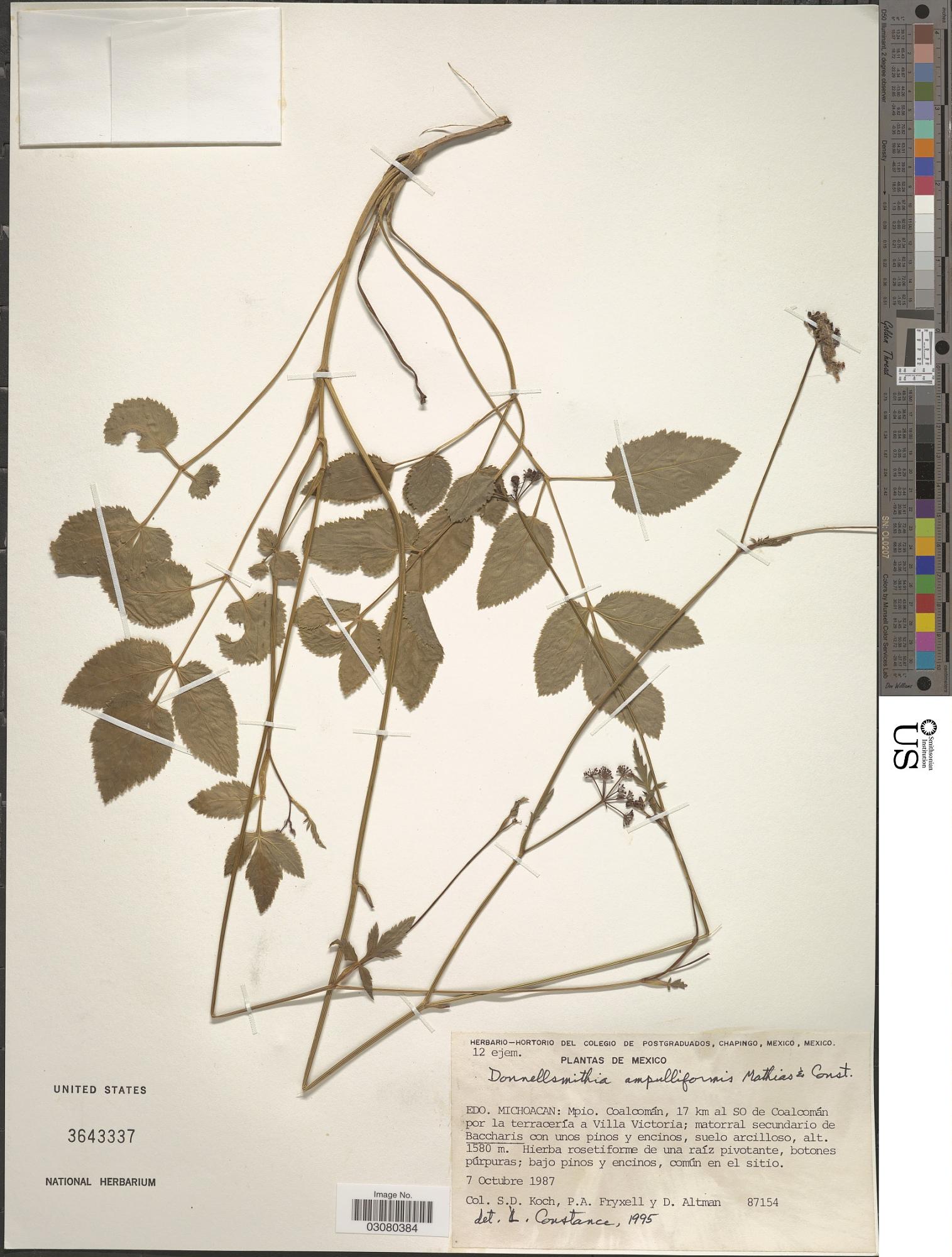 Donnellsmithia ampulliformis