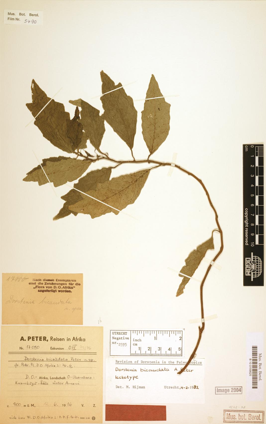 Dorstenia bicaudata