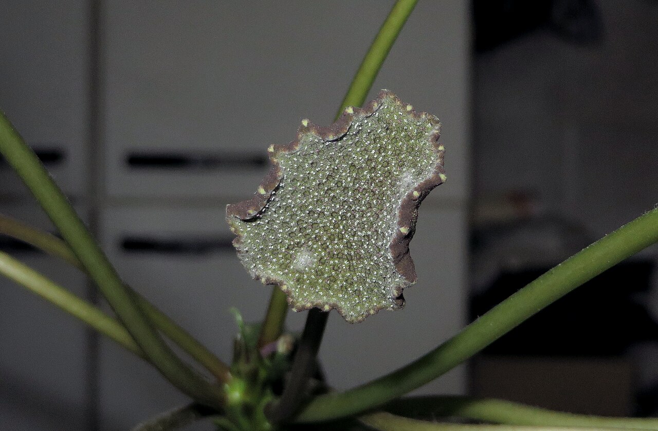 Dorstenia elata
