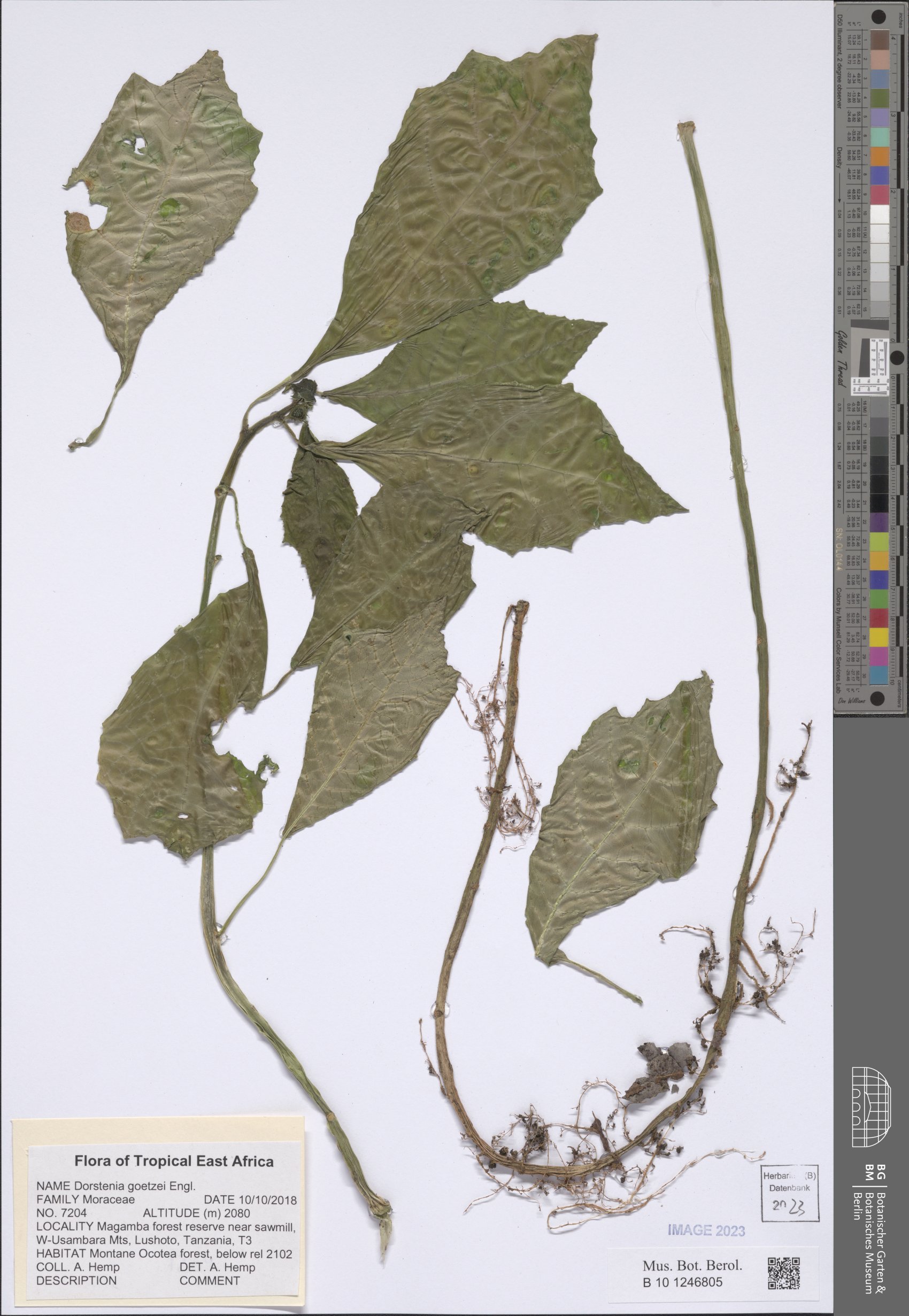 Dorstenia goetzei