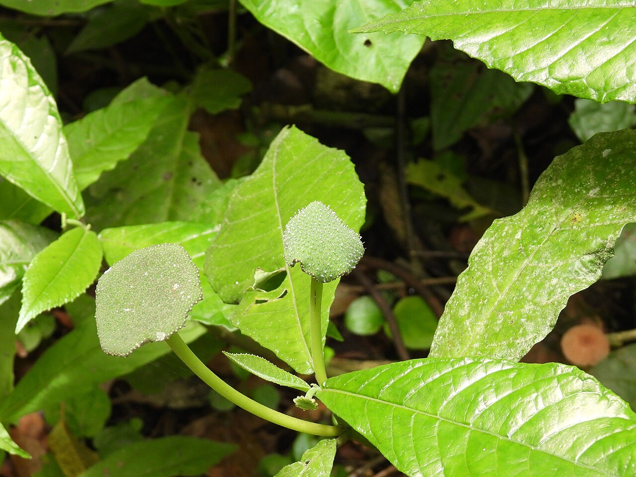 Dorstenia hirta