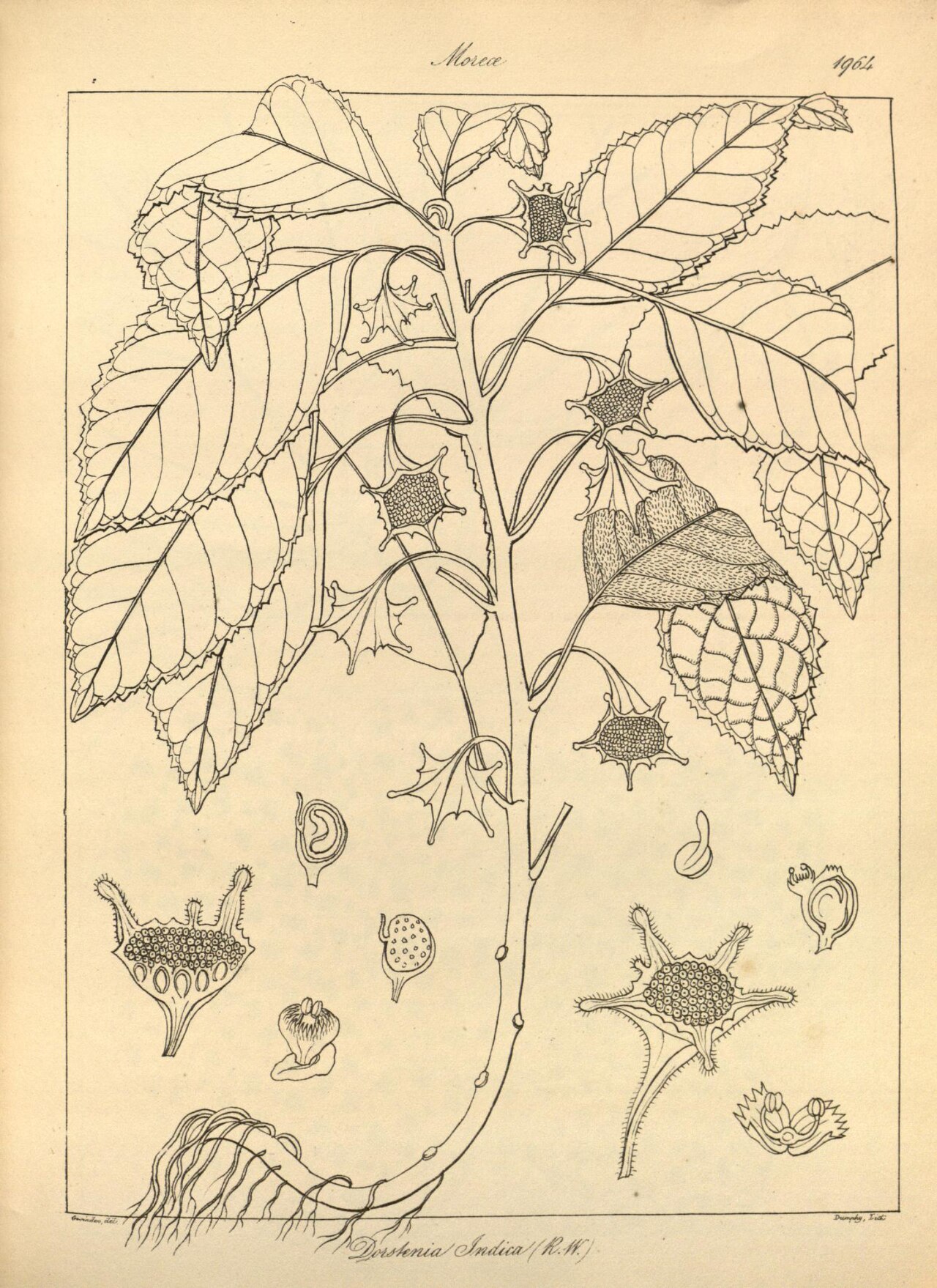 Dorstenia indica
