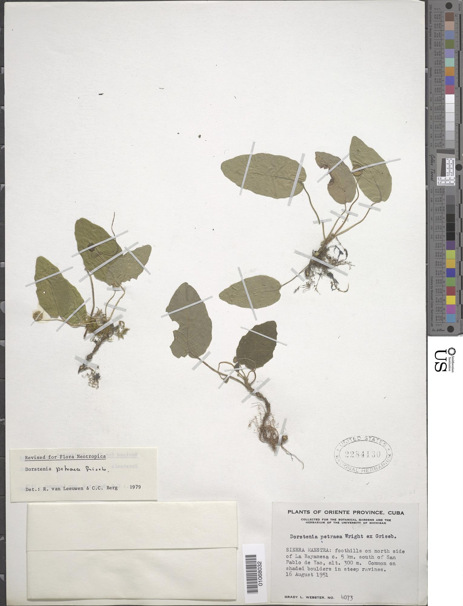 Dorstenia petraea