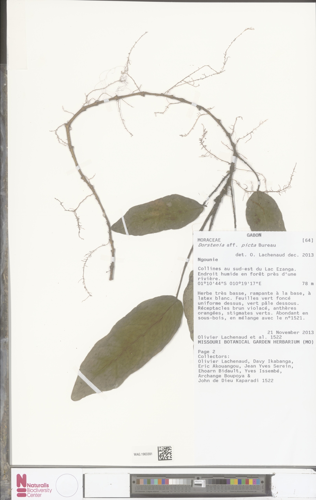 Dorstenia picta
