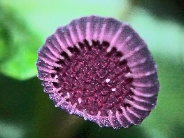 Dorstenia urceolata