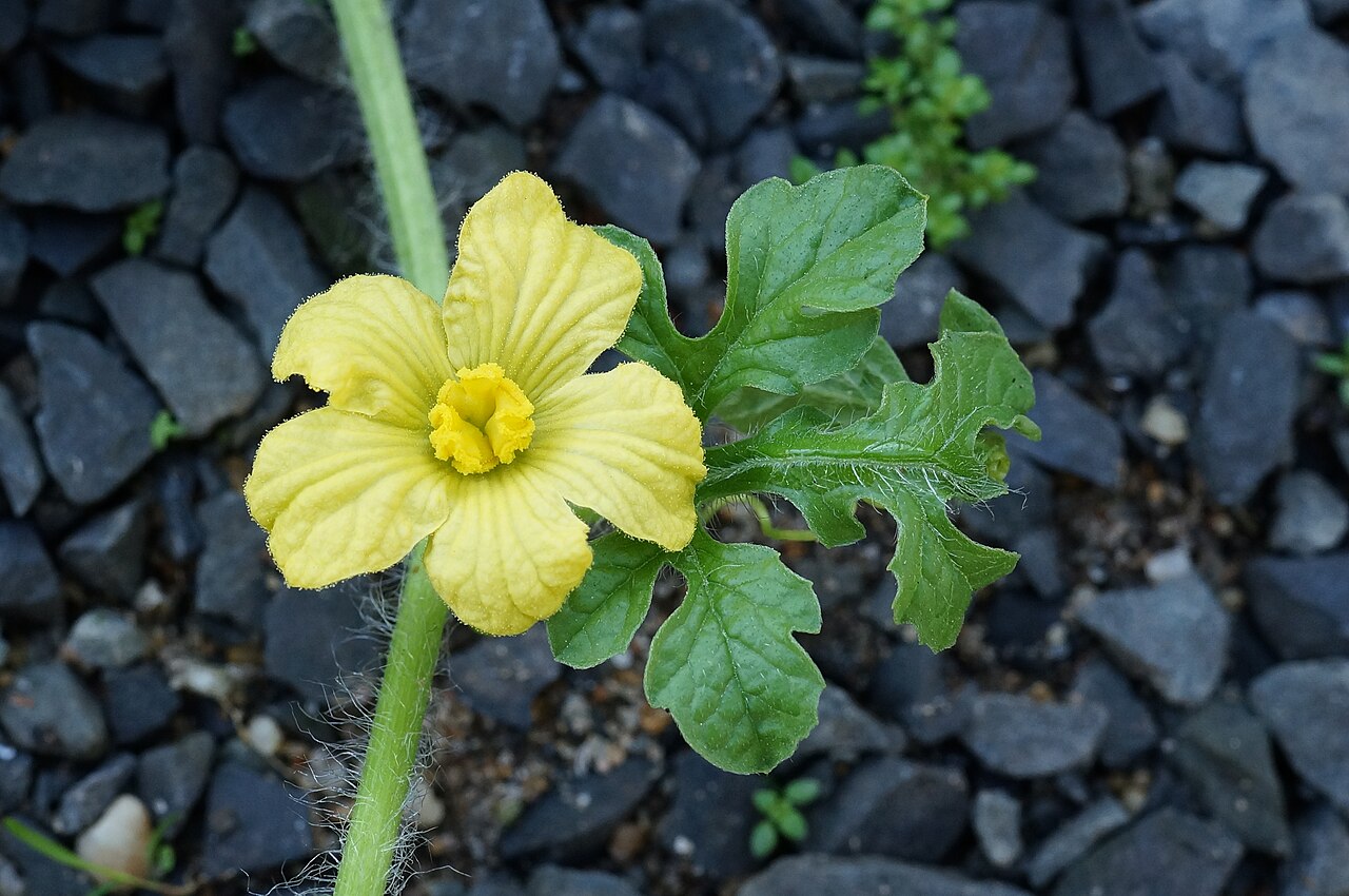 Dưa hấu