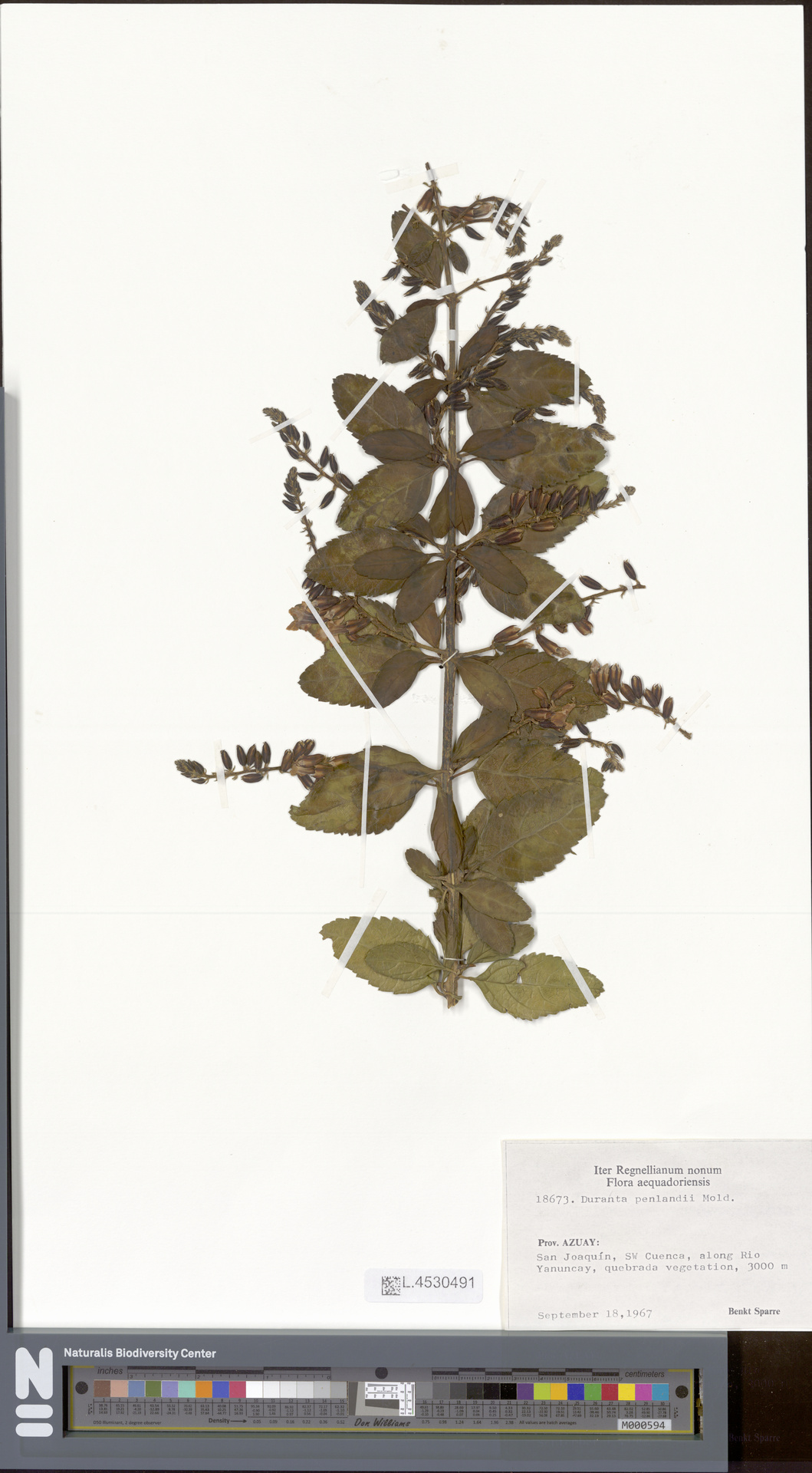 Duranta penlandii
