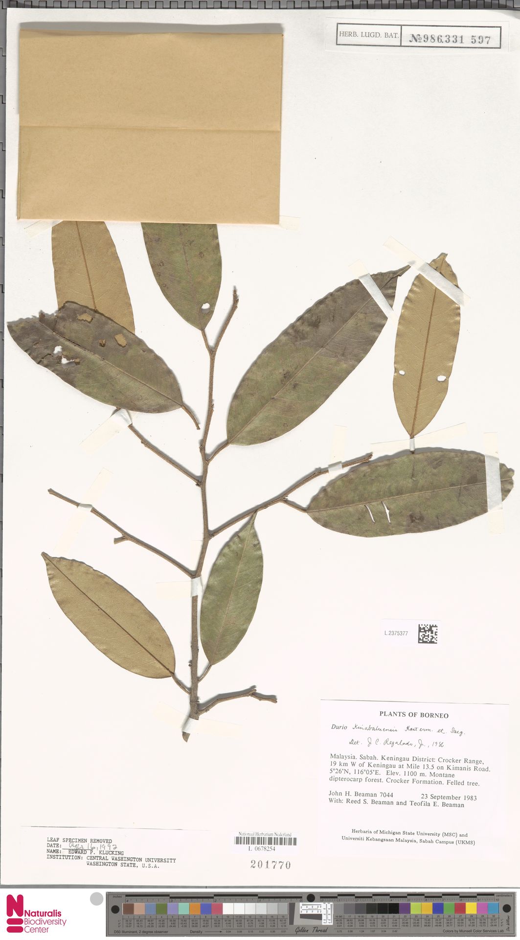 Durio kinabaluensis