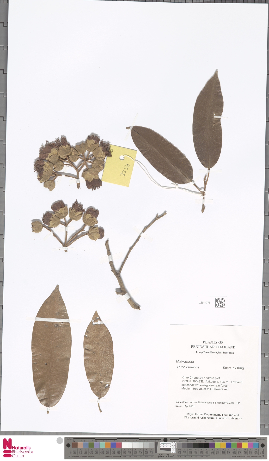 Durio lowianus