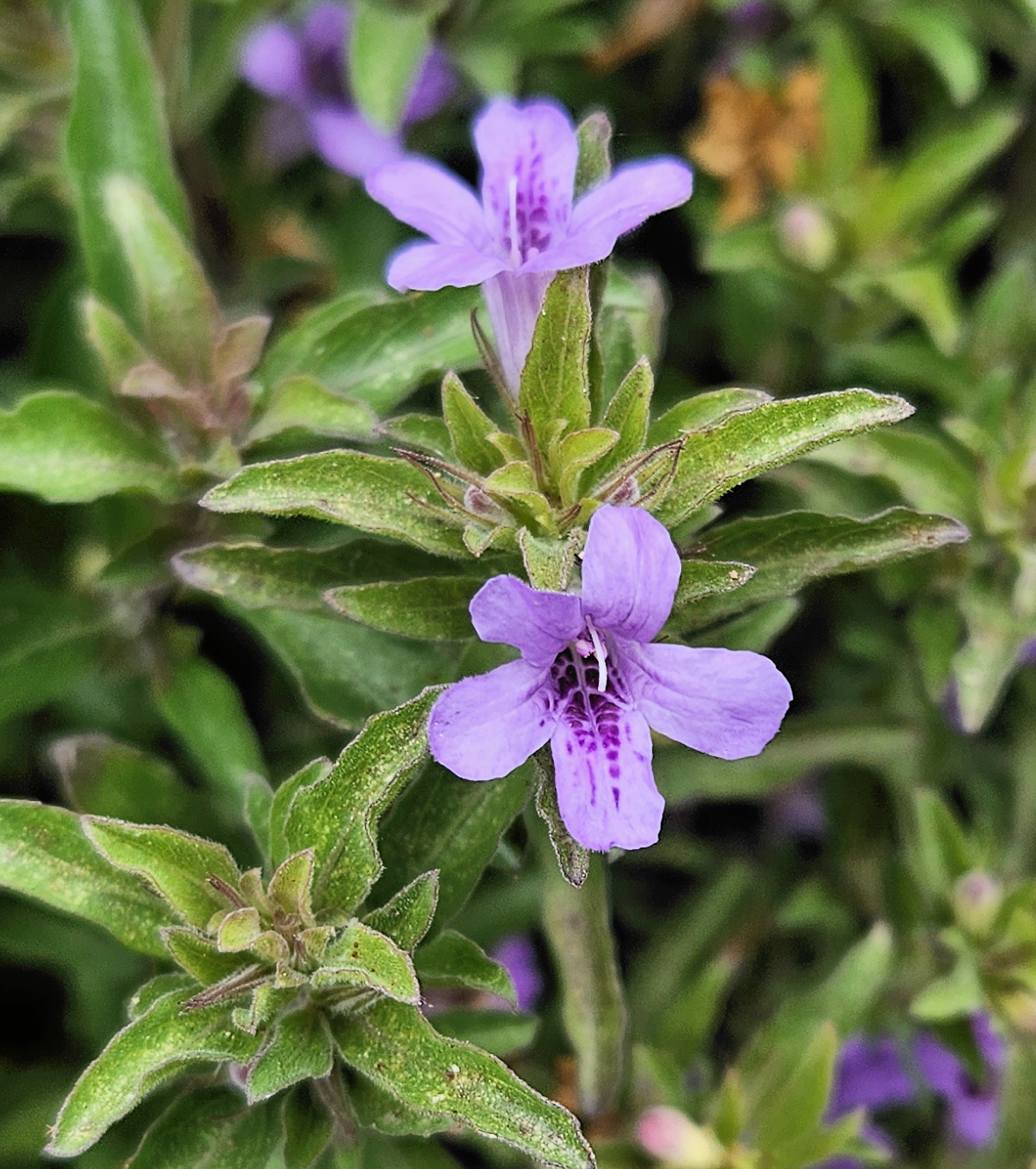 Dyschoriste linearis